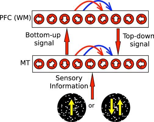 Mechanisms of Bottom-Up Mechanisms of Top-down : Ardid et al (27) Modeling the circuits involved in top down attention and making assumptions about top down signals Identify plausible circuit
