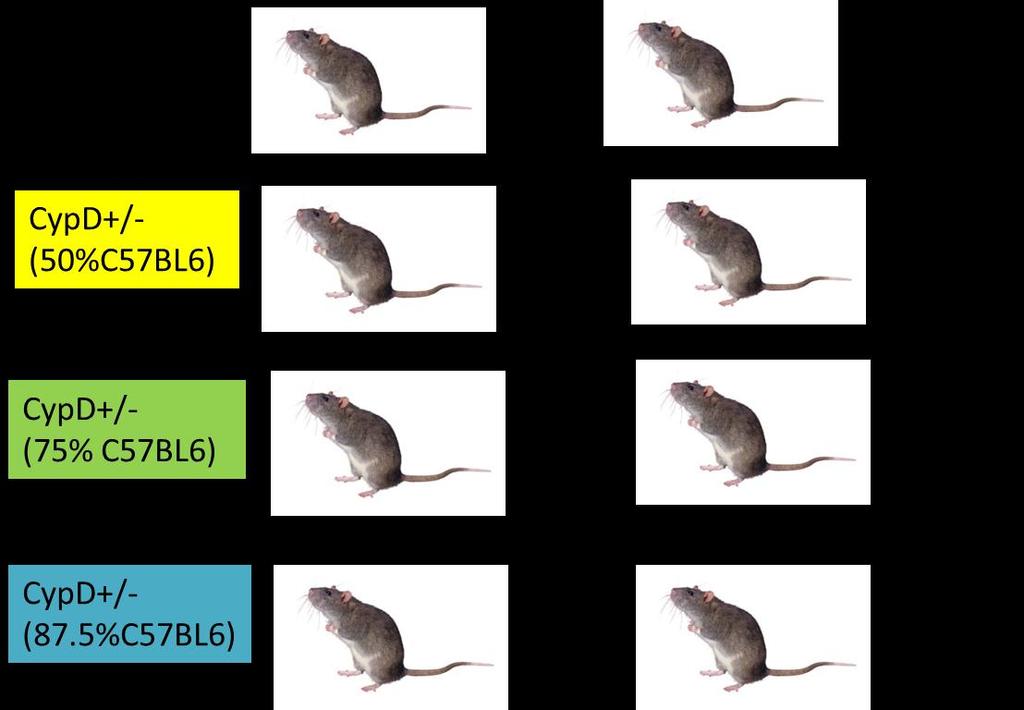 Genetic Background Figure 4.10 Backcrossing of mice with commercially available C57BL6 mice At each level of backcrossing genotyping was carried out to identify homozygotes from heterozygotes.