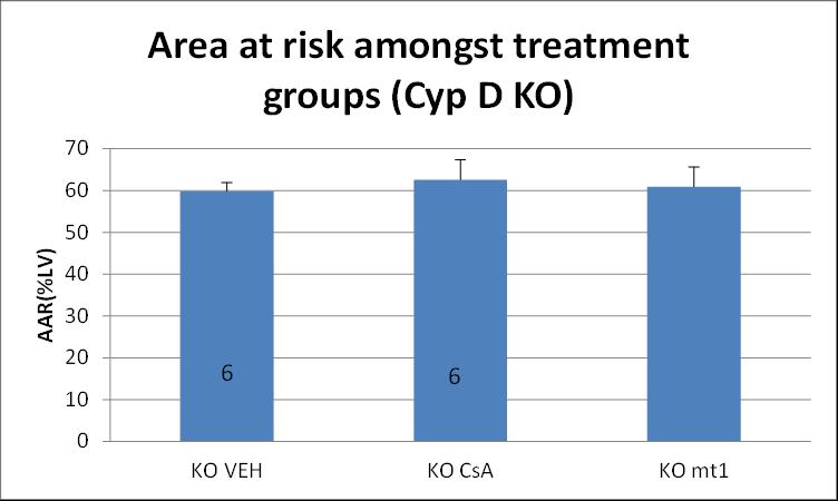 5.10.2 Area at risk in cyclophilin D knock out mice 6 Figure 5.6 Area at risk expressed as a percentage of the left ventricle. Data expressed as the mean value +/- standard error of the mean.
