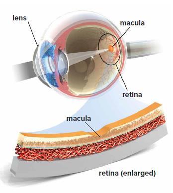 All eyes on the macula A(REDS) to Z(inc) Nutrition for eye health Professor Christine Purslow