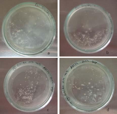 COSKUN & SAVASKAN: PLANT REGENERATION THROUGH MICROSPORE CULTURE IN DURUM WHEAT 123 Effect of Pretreatments on Embryo Formation and Plant Regeneration Of four different pretreatments employed,