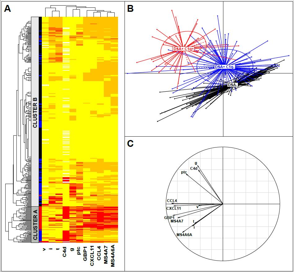Gene expression profiling to define subtypes of ABMR Cohort