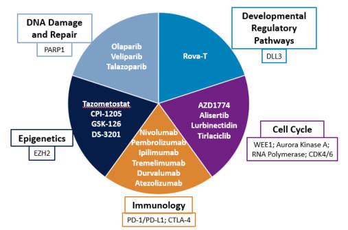 Novel Therapies for SCLC Fall Into 5 Categories That Target Key Aspects
