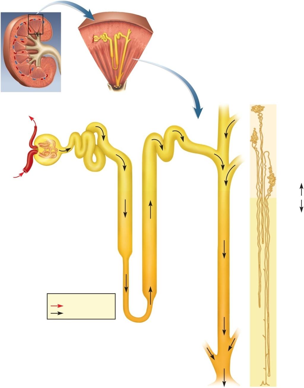 papilla CorHcal nephron Convoluted tubules (PCT and DCT) Afferent arteriole Proximal convoluted tubule (PCT) Distal convoluted tubule (DCT)