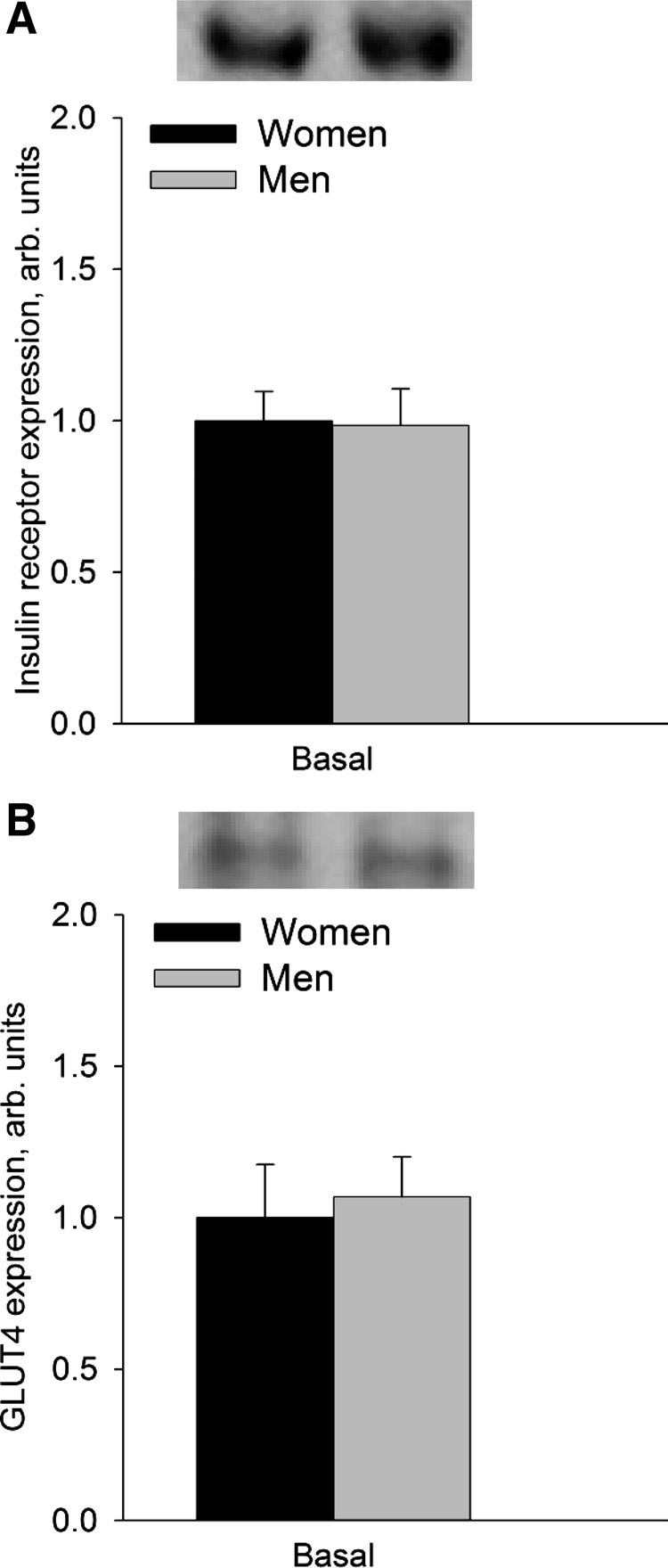 828 SEX AND INSULIN SENSITIVITY Muscle glycogen. The glycogen concentration in the vastus lateralis muscle did not differ between women and men (NS; Fig. 2B). Muscle glycogen increased 8% (P 0.