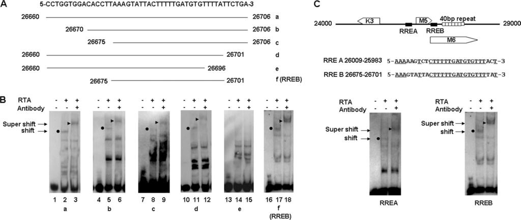 VOL. 85, 2011 MHV-68 RTA BINDS TO RRE AND ACTIVATES ORF18 11343 FIG. 3. RTA binds to the RTA response fragment by electrophoretic mobility shift assay. (A) Panel of Rrf EMSA probes.