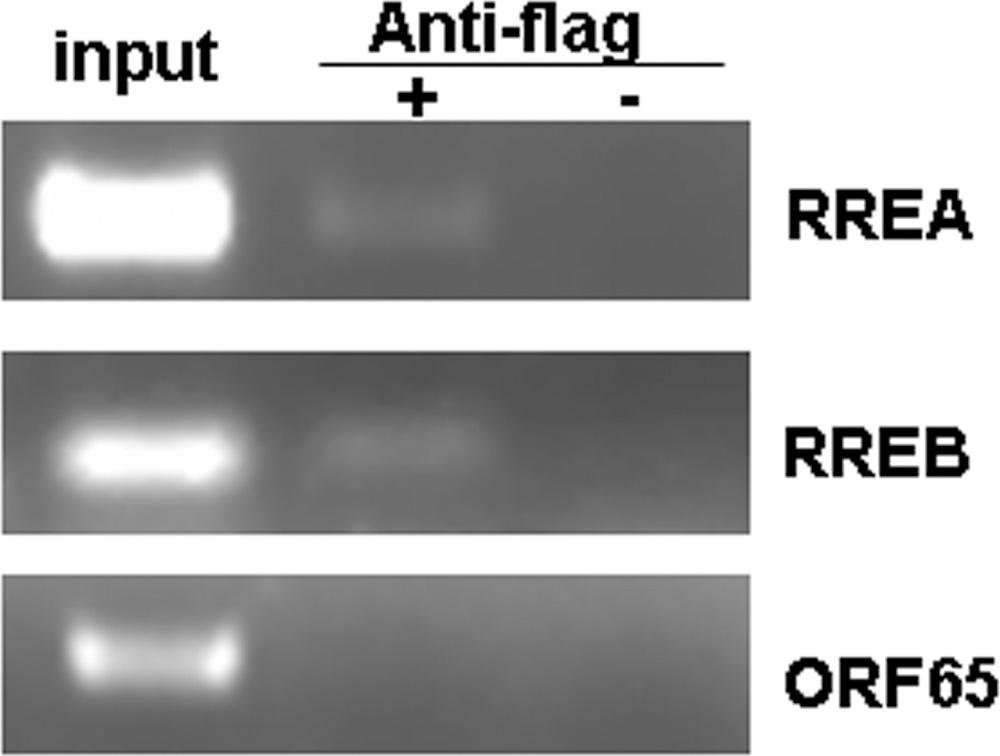 VOL. 85, 2011 MHV-68 RTA BINDS TO RRE AND ACTIVATES ORF18 11345 FIG. 6. RTA binds to RREA and RREB on the viral genome in a ChIP assay.