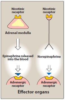 THE ADRENERGIC NEURON Adrenergic neurons release norepinephrine as the primary neurotransmitter.