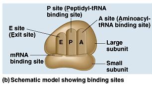 1- Ribosomal RNA (rrna): 80 % of total RNA in the cells are rrna.