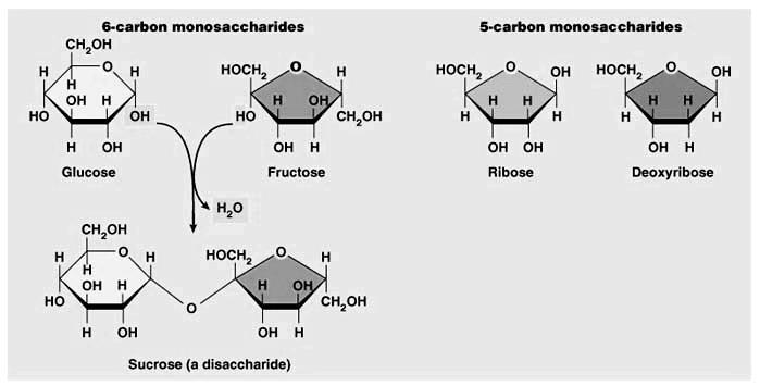 (d) Carbohydrates Disaccharides (double sugars) Glucose + Fructose =