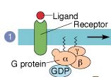 Different G-proteins as: stimulates adenylyl cyclase ATP AMPc ai: inhibits adenylyl cyclase ATP