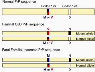 In some familial forms of disease, the mutation changes codon 178 to Asn (D178N).