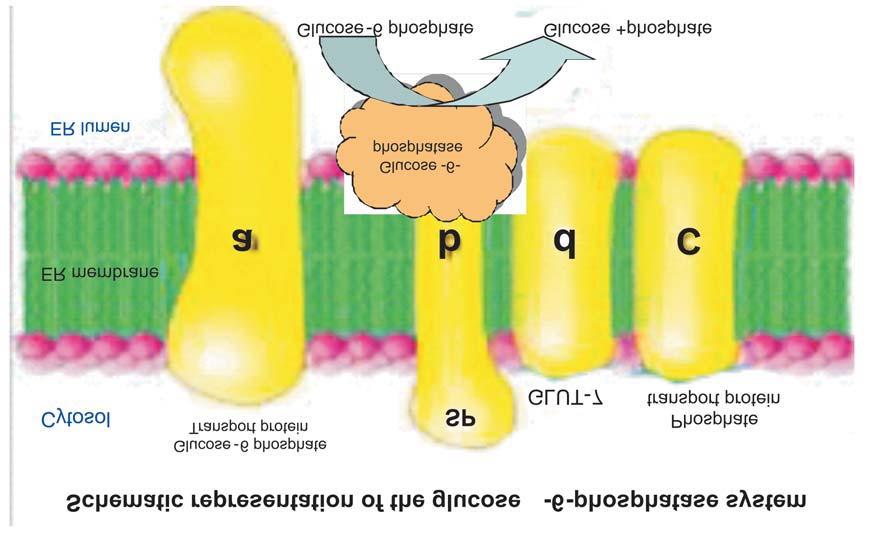 Fig-I: Glucose-6-phosphatase model SP Stabilising protein ER Endoplasmic reticulum GLUT-7 Glucose transporter Fig-II: Hepatic endoplasmic reticular import, conversion and export of