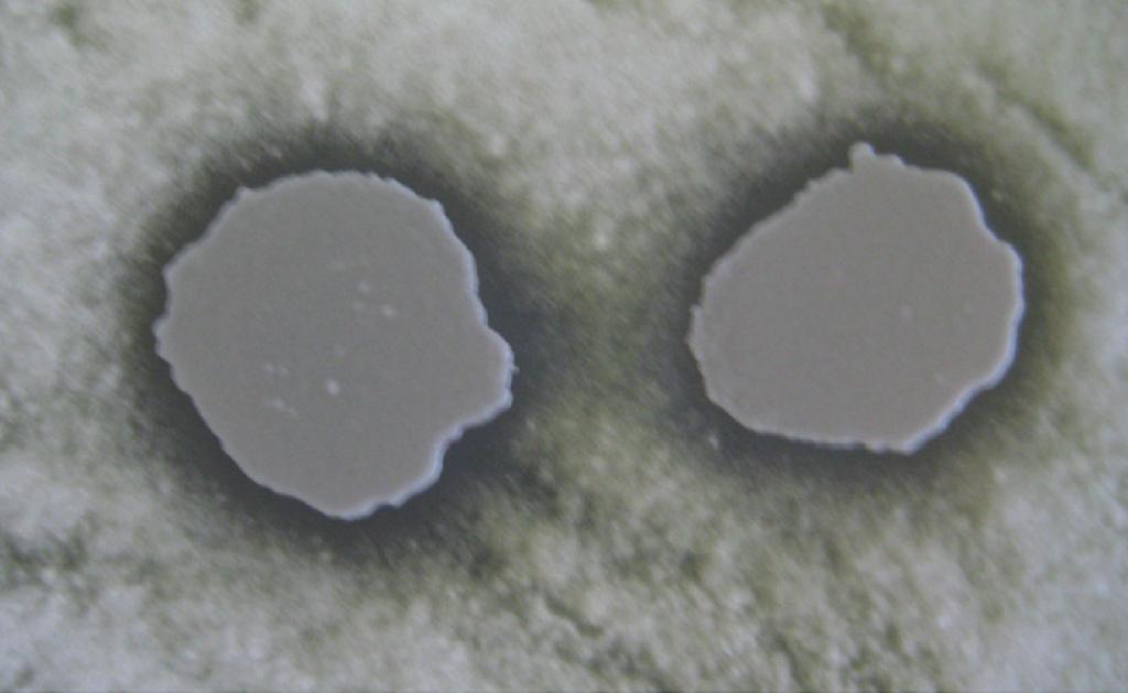 pulcherrima strain on two other Aspergillus species, A. oryzae and A. parasiticus, respectively (Table and Figures (c) and (d)). Inhibition zones on the spore germination plates of A. oryzae and A. parasiticus were 2- mm after 24 hours of incubation period.