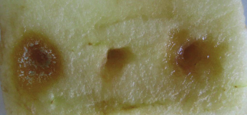 parasiticus (d) were done on artificial wounds on apple slices. Inoculations on artificial wounds are : mold spores only, 2: M. pulcherrima only, and : mold spores and M. pulcherrima inoculations. P.