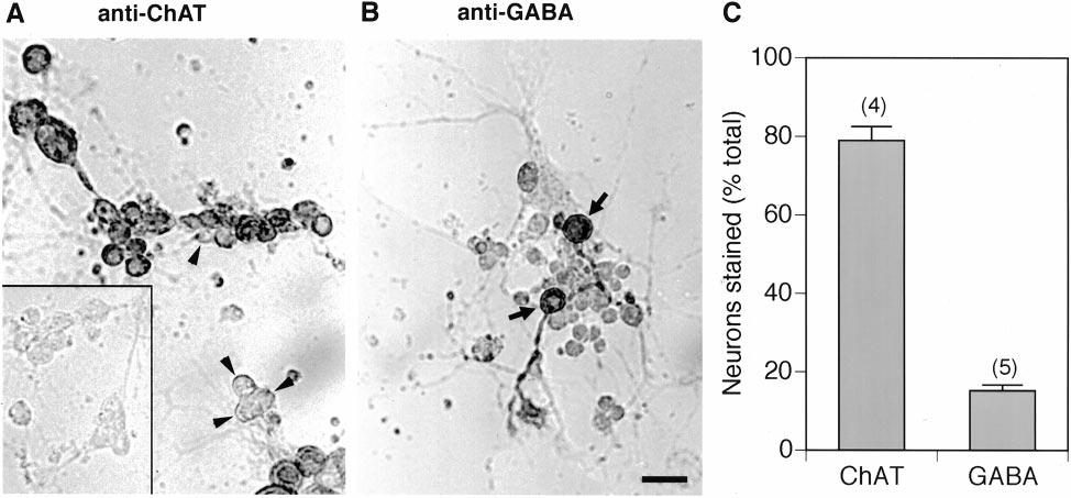 5312 J. Neurosci., July 1, 1999, 19(13):5311 5321 Lee and O Dowd Cholinergic Synaptic Transmission in Drosophila Figure 1. ChAT and GABA expression in cultured Drosophila neurons.