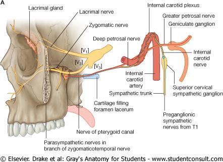 Nerve of the pterygoid canal Formed in the middle cranial fossa by the union of: 1. The greater petrosal nerve (a branch of the facial nerve [VII]); 2.