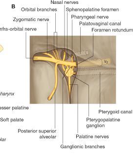 Pterygopalatine ganglion These fibers form orbital, palatine, nasal, and pharyngeal branches, which leave the ganglion.