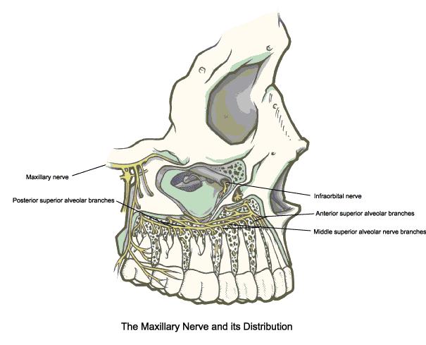 More anteriorly posterior superior alveolar nerves are given off.