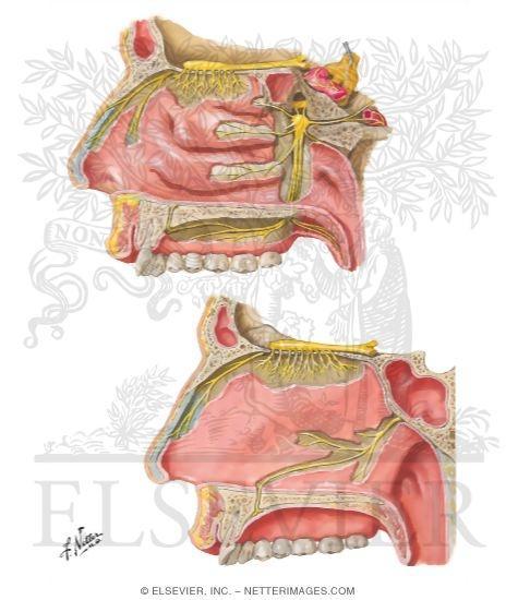 Nasal nerves Seven in number Pass medially through the sphenopalatine foramen to enter the nasal cavity Short spheno-palatine (Post.Sup. Lateral nasal) supply the mucosa of the Post,Sup.