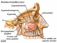 Zygomatic nerve Originates directly from the maxillary nerve in the pterygopalatine fossa Enter the orbit through the inferior orbital fissure Divides into zygomaticotemporal and zygomaticofacial