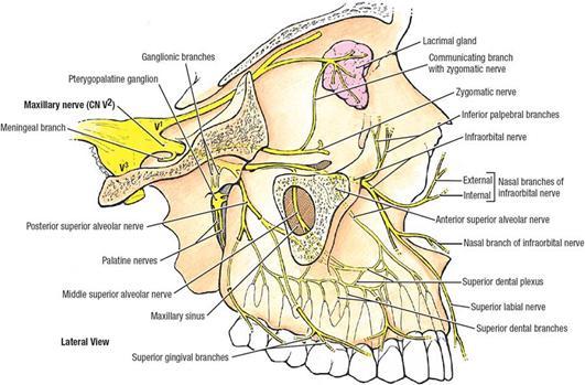 Infra-orbital nerve The infra-orbital nerve exits the infraorbital canal through the infra-orbital foramen Divides into nasal, palpebral, and superior labial branches Nasal branches supply skin over