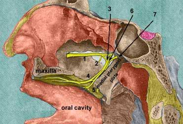 1. infraorbital nerve 2. posterior superior alveolar nerve 3. pterygopalatine ganglion (parasympathetic) 4.