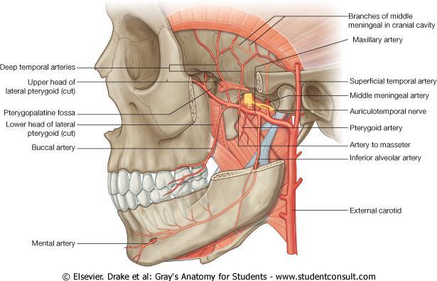 Maxillary artery Major branch of the external carotid artery in the neck Originates adjacent to the neck of mandible Originates within the substance of