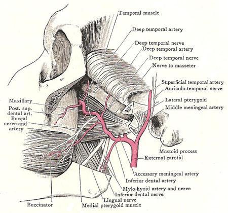 First part The first part of the maxillary artery is the part between the neck of mandible (Lat.) and the sphenomandibular ligament (Med.) Also related to the auriculo.