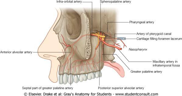 Branches of the 3 rd part maxillary artery 1. The posterior superior alveolar, 2.
