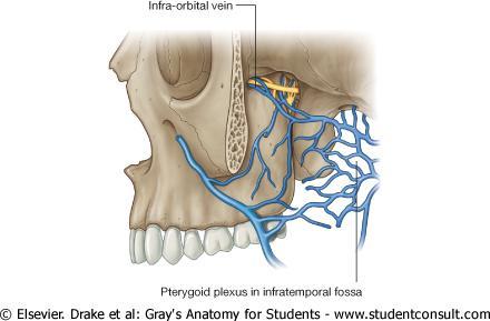 Veins Drain areas supplied by branches of the terminal part of the maxillary artery Generally travel with these branches back into the pterygopalatine fossa.