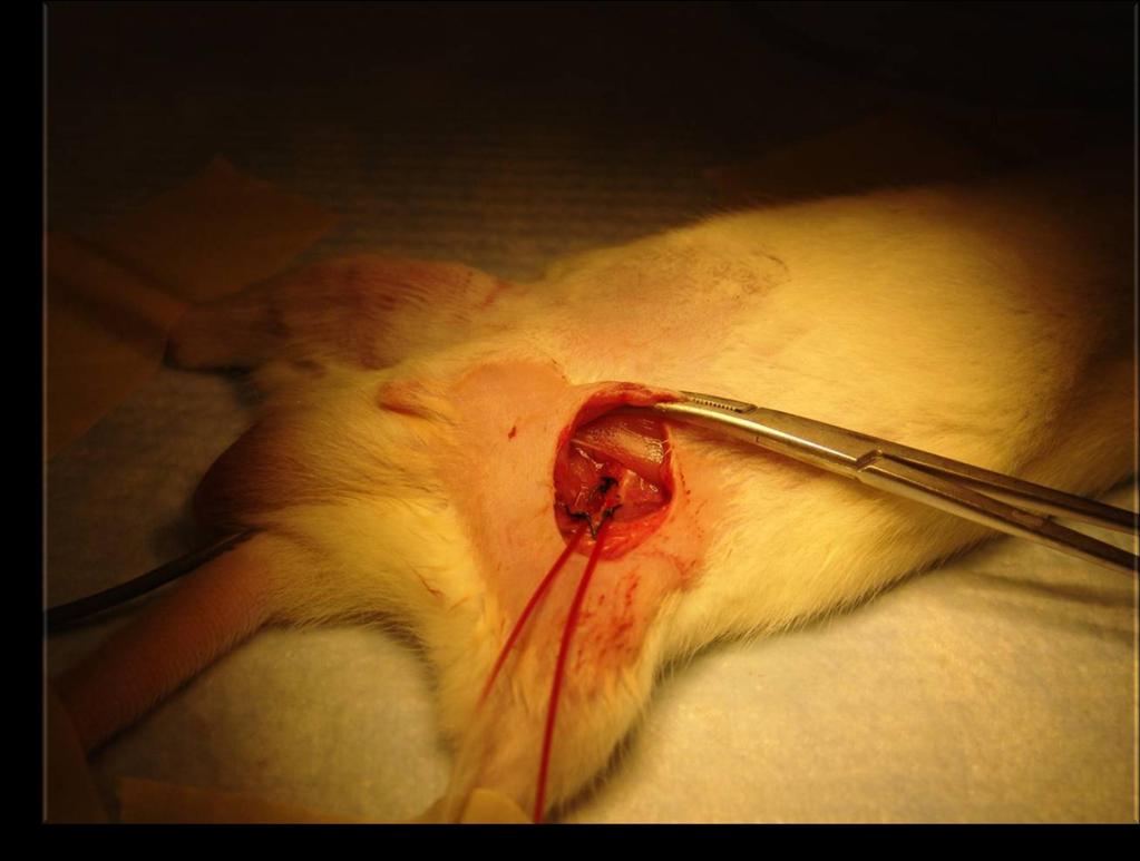 Animal preparation femoral vein and artery cannulation Two femoral veins (left and right) were also cannulated for intravenous infusion of α-