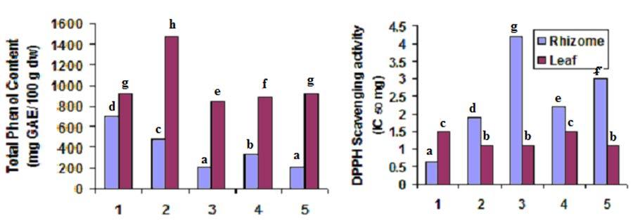 Fig.2. Phenol content and DPPH scavenging activity in rhizomes and leaves of Curcuma species (1-C.aeruginosa, 2 - C.brog, 3- C.malabarica, 4- C.rakthakanta, 5 - C.sylvatica).