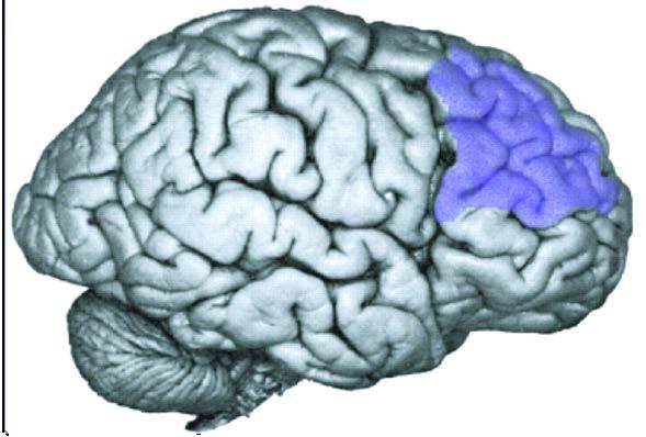 Neuroanatomy of Emotion Key Brain Areas and Their Affect-related Functions Orbitofrontal cortex: Affective evaluation; decoding punishment and reward value Dorsolateral PFC: Approach-related positive