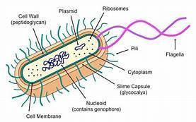 The Bacterial Cell This is a diagram of a typical