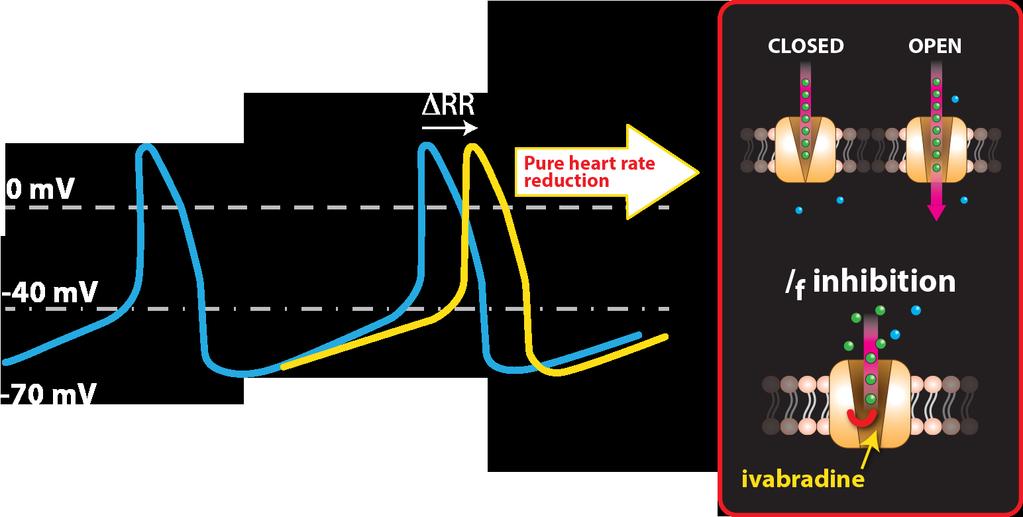 Heart Rate Reduction Through / f Current Inhibition Acts by dose-dependent specific inhibition of I f funny channels that are highly expressed in the SA node.