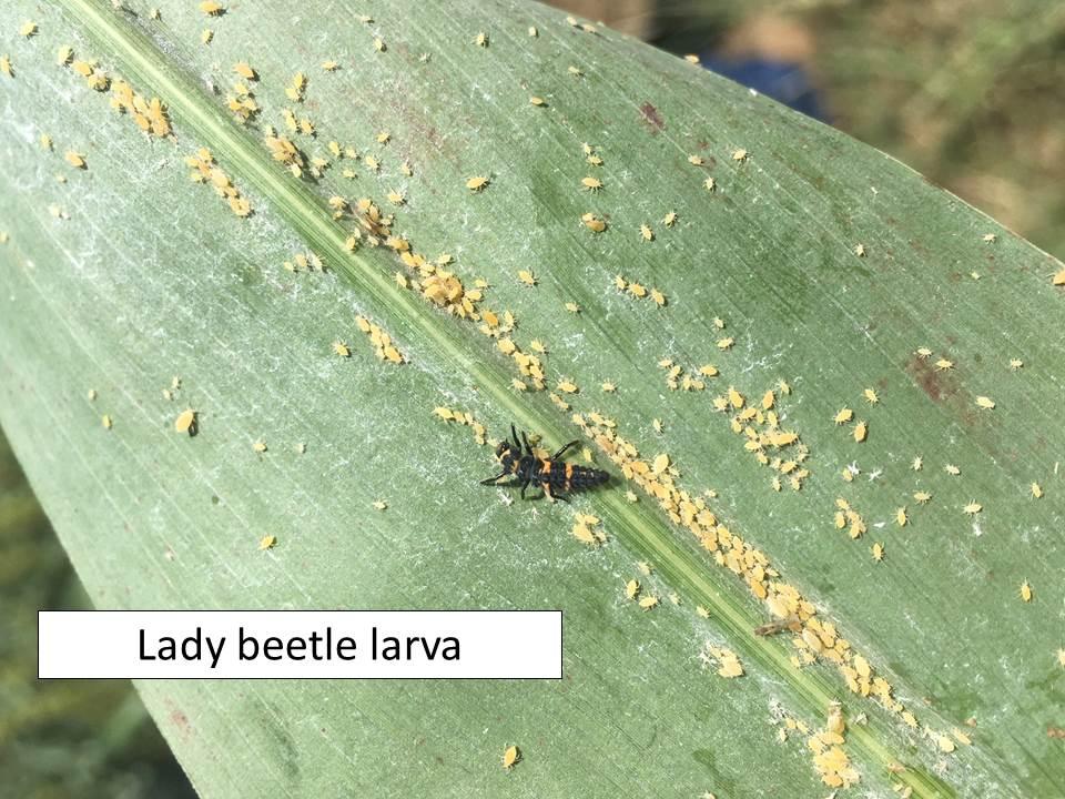 edu/extension May 20, 2016 No 11 Sugarcane Aphids Sorghum Headworms and Soybean Podworms Soybean Pests Update Spiders Insect Diagnostic Laboratory Report Sugarcane