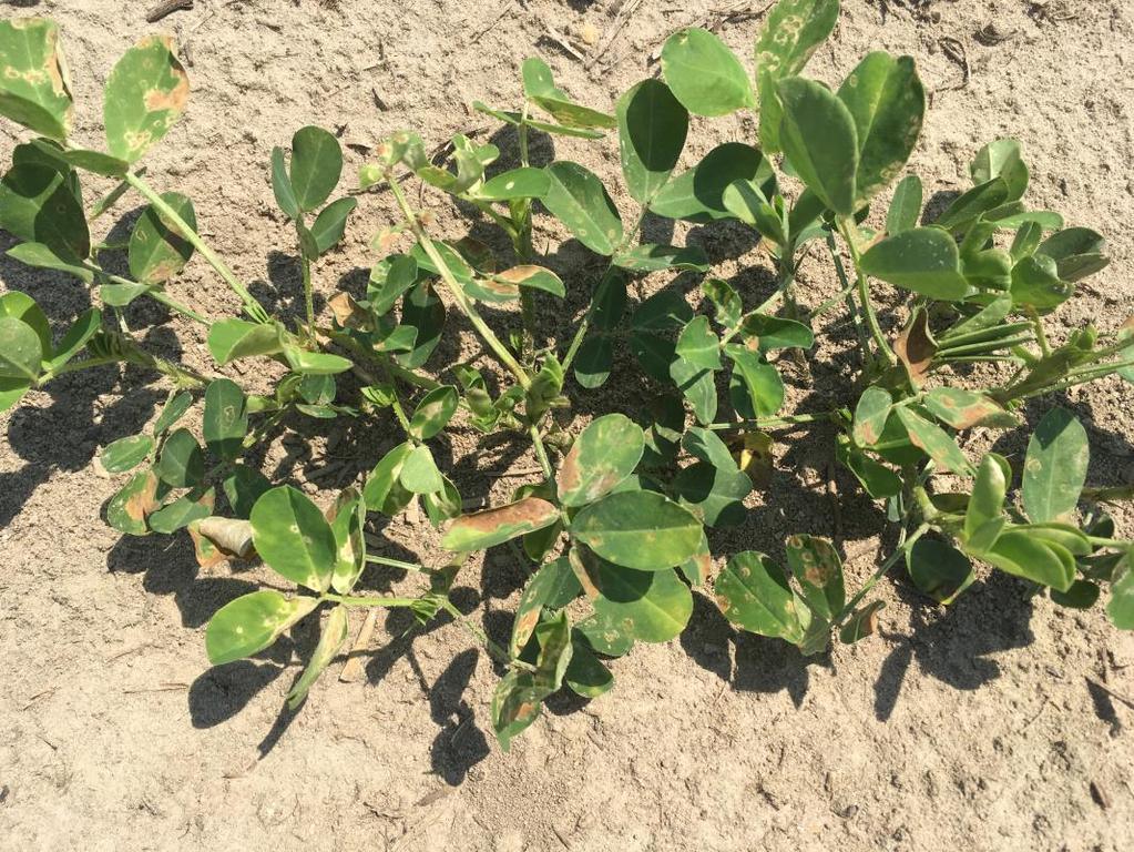 One Day after Treatment Paraquat plus