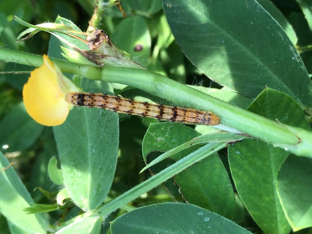 Pyrethroid resistance in corn earworm Presence of tobacco budworm Points to: Use of more effective but certainly