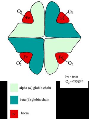 beta chains, each with 146 amino acids.