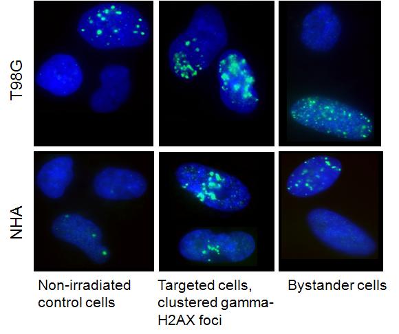 DNA damage is induced in bystander cells Clustered gamma-h2ax foci in cells targeted with Heions (line, 1 particle / µm)