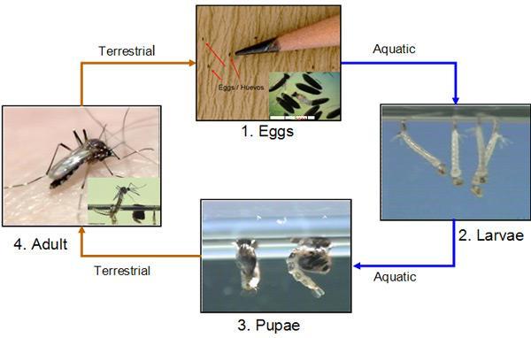 Life cycle of Aedes aegypti L.