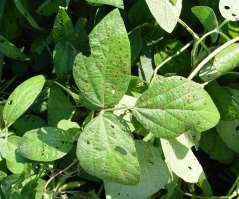 Cercospora sojina Sexual and asexual reproduction High genetic diversity No separation based on geography Virulence to host resistance emerging Resistance to fungicides emerging Cercospora zea-maydis