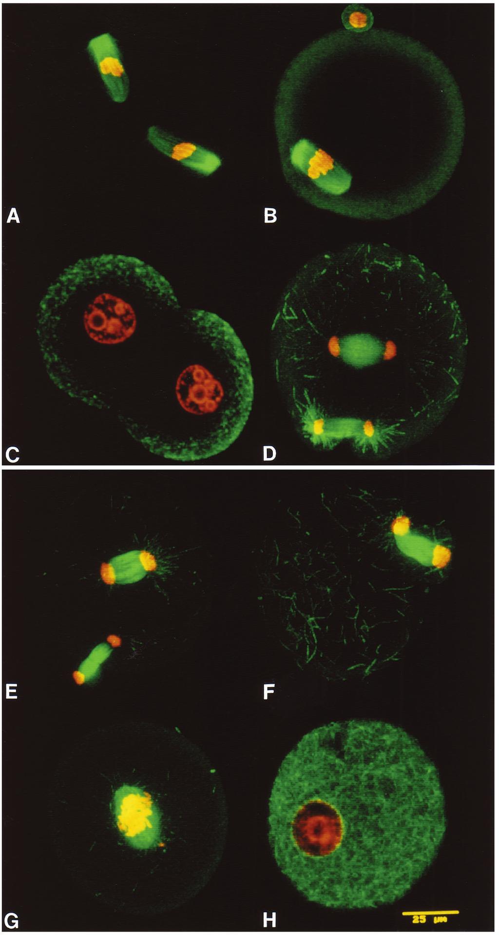 Cytostatic factor inactivation in mouse oocytes 471 Fig. 1.