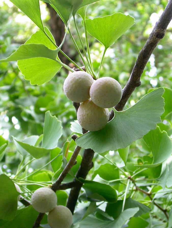 Ginkgo Biloba Ginkgo biloba ENERGY, ANTI-INFLAMMATORY Ginkgo Biloba originates in China from one of the oldest tree species on earth.