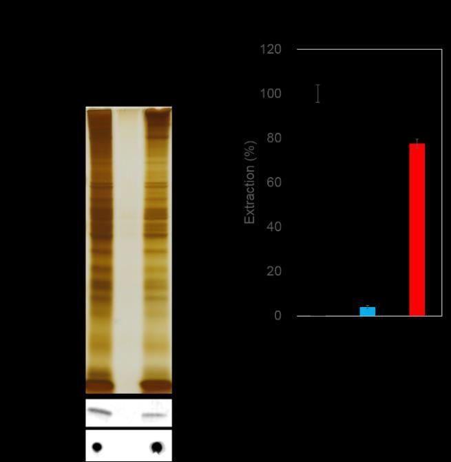 (protein quantification) - Western Blotting against lipid raft
