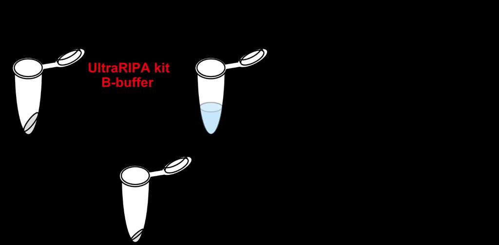 <Example with a mouse brain> ULTRARIPA kit B-buffer ULTRARIPA -sol ULTRARIPA-insol UltraRIPA kit A buffer (RIPA