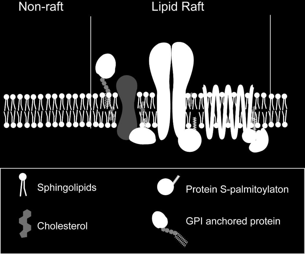on these structures, various types of functional proteins are accumulated in lipid rafts.