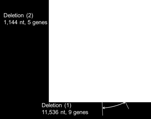 Figure 3. An example of a defective EBV found in a patient with CAEBV The EBV genome is circular and contains around 80 genes. In this example, the two areas of the EBV genome are missing.