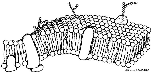 Cell Membrane Composition Phospholipid Bilayer (lipid bilayer) 2 layers of Proteins are in the bilayer chains are attached to the proteins So many kinds of molecules = The Membrane is very flexible